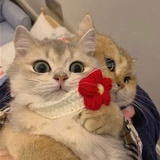 土豆土豆跳