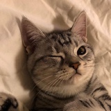猫嘿头