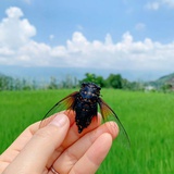 夏天