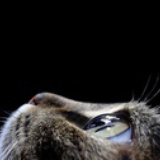 招财猫