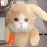江湖宝宝