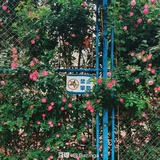 粥