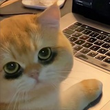 哈哈哈