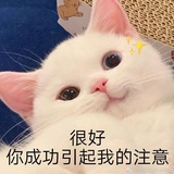 努力（小猫专属