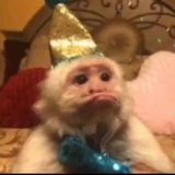 猴猴嘟嘴