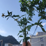 乔中