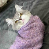 爆炒猫猫头