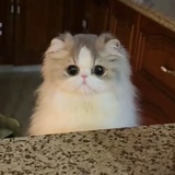输入昵称
