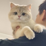 豆子