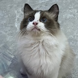猫酱