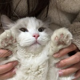 kanggy