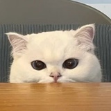 多吃点