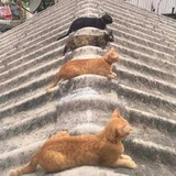翩然花海间