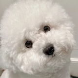 抓野鸡拔鸡毛