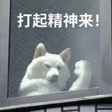 茶白