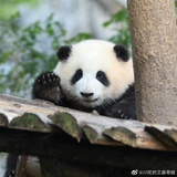 衡
