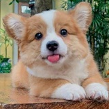 Joe