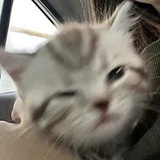 恋帅狗癖