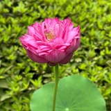 木木