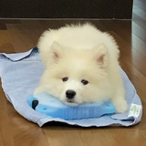 是小绿龙呀
