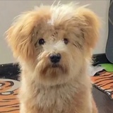 饺子和醋不兼得