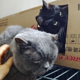 大樱桃