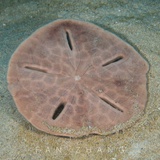 domiso