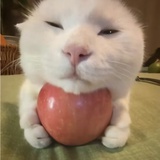 惹到棉花了
