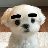 美乐两元蒂
