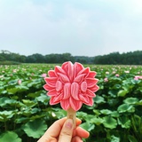 豆友格蕾丝