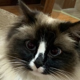 小咪