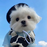 某豆子