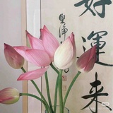 最强瓜主