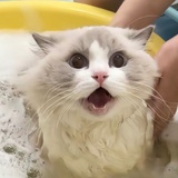 哈哈哈哈