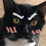 KK与喵喵