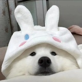 feifei鱼想打球