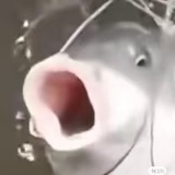 剁椒鱼头