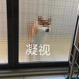 今天也咬人