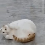 天天开心