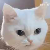 挑食猫该打