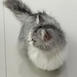 起雾街