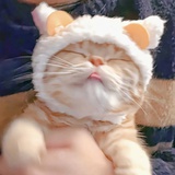 猫猫神