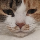 笑萧萧萧小