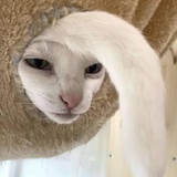 太阳冰冰凉
