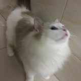啊锘