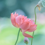 芝芝观音