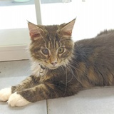 绝世大猫猫