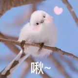 老戴01