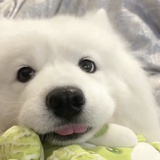 是只困屁熊