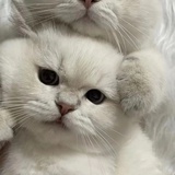明一叶知霜降